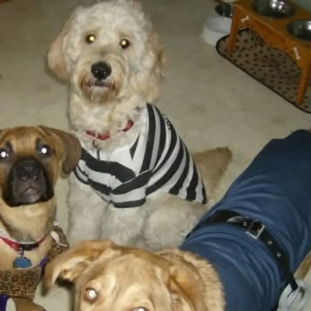 Casual Canine Black and White Striped Prisoner Costume For Dogs Size Large
